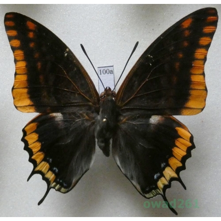 Charaxes jasius (Linnaeus, 1767) male Croatia 61mm100a